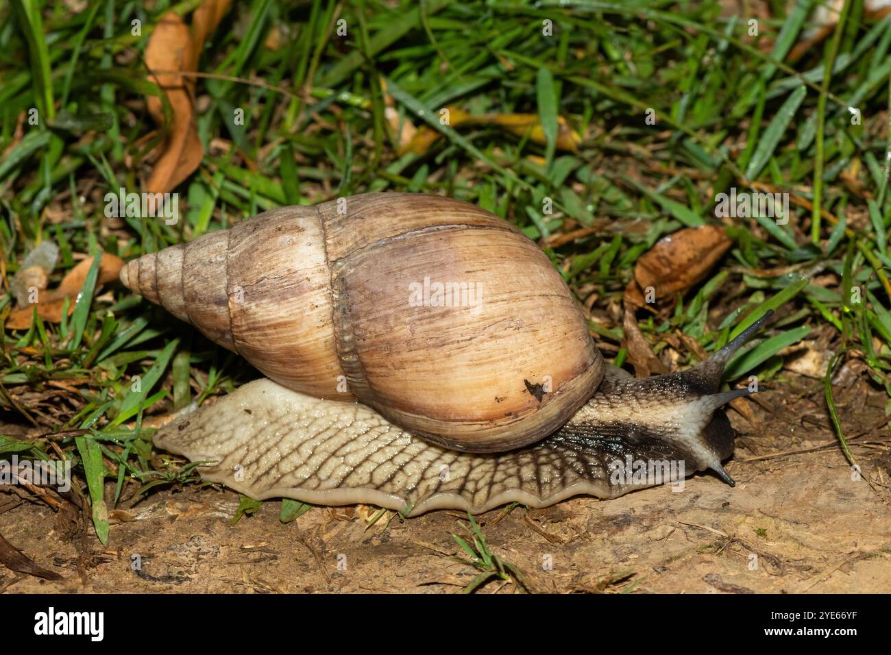 La più grande lumaca terrestre del Sudafrica, l’Agata spianata (Metachatina kraussi), in natura Foto Stock
