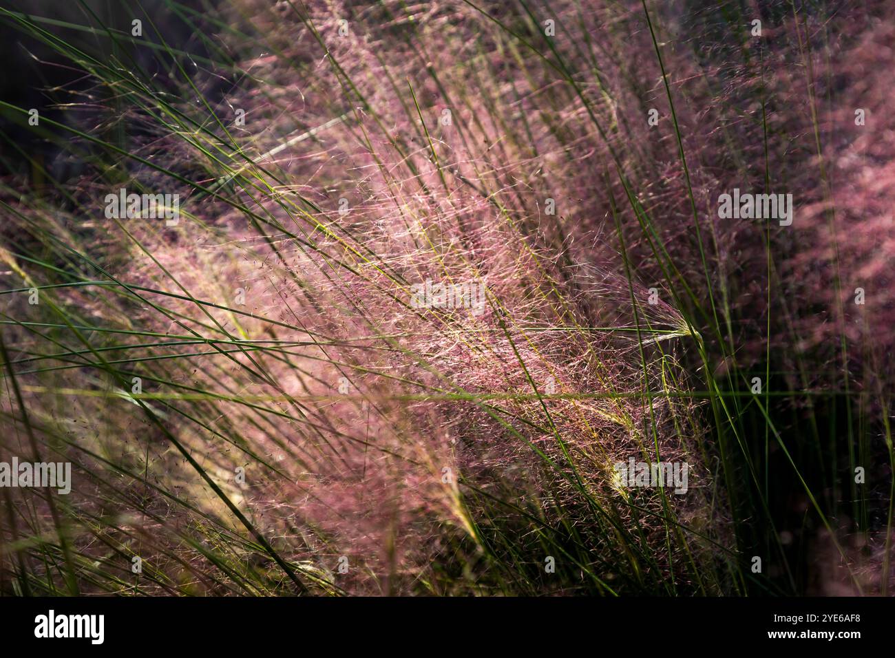 La Muhlenbergia capillaris, comunemente nota come muhly hairawn, è una pianta perenne simile al sego Foto Stock
