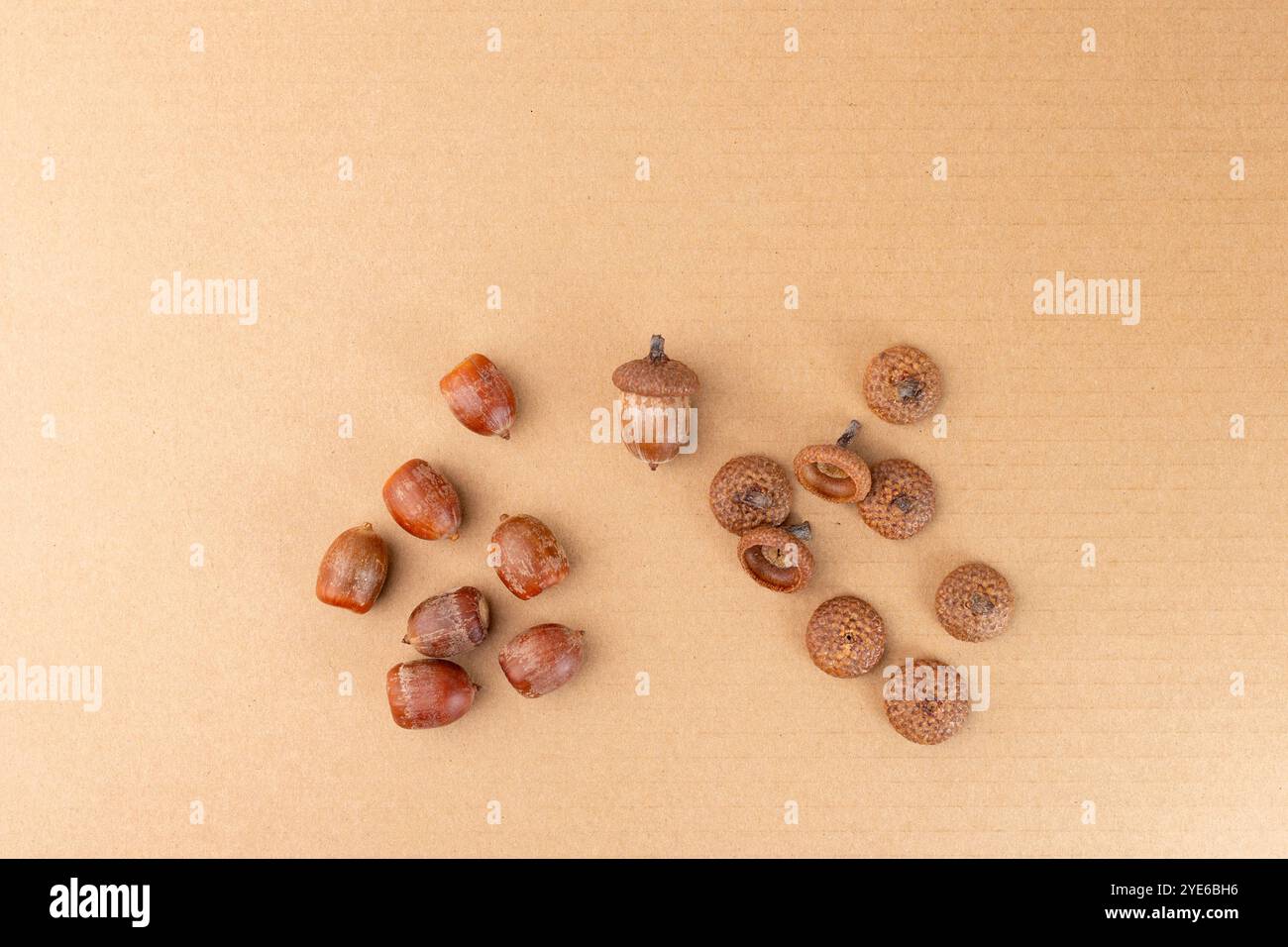 Ghiande e cappellini disposti su cartone, progetto di artigianato naturale fai da te, decorazioni autunnali. passo nel processo creativo, istruzioni passo dopo passo, materia della natura Foto Stock