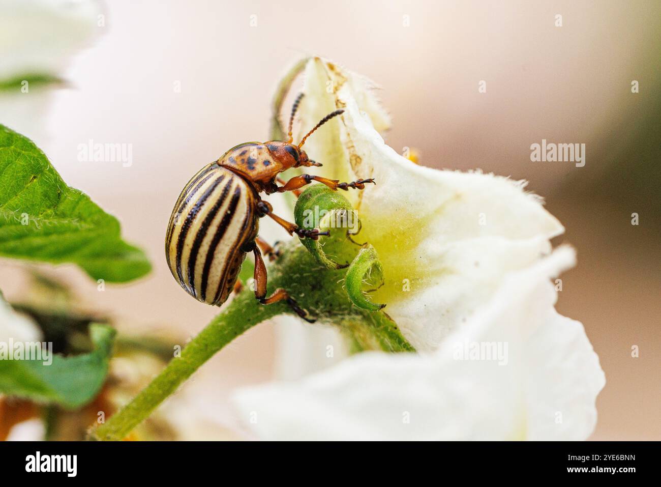 Coleottero di patate del Colorado, coleottero del Colorado, coleottero di patate (Leptinotarsa decemlinata), su fiore di patate, Germania, Baviera Foto Stock