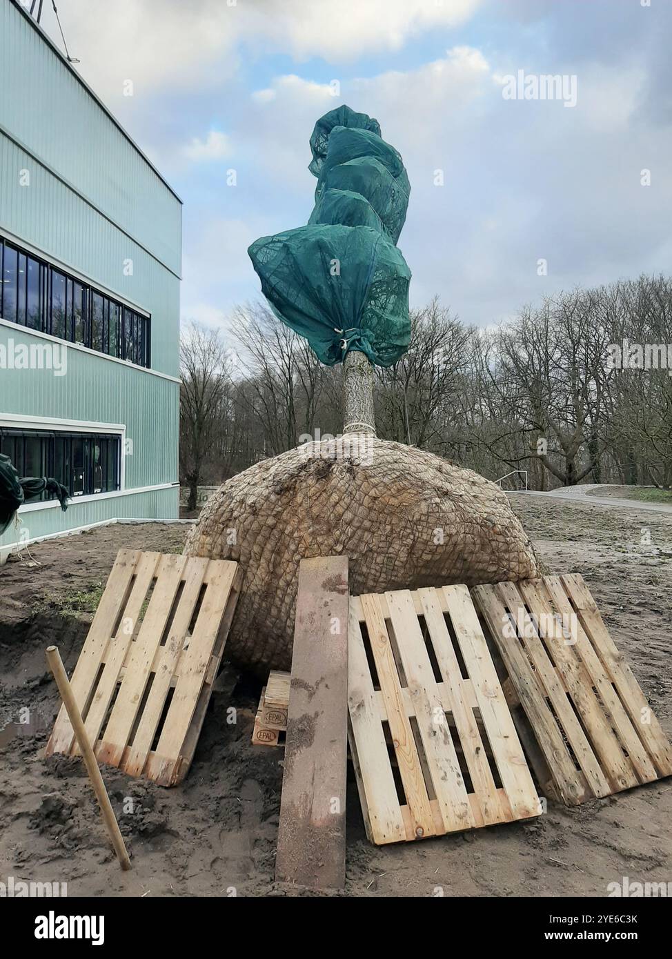 Grande albero deciduo con balla a radice metallica poco prima della semina, Germania Foto Stock