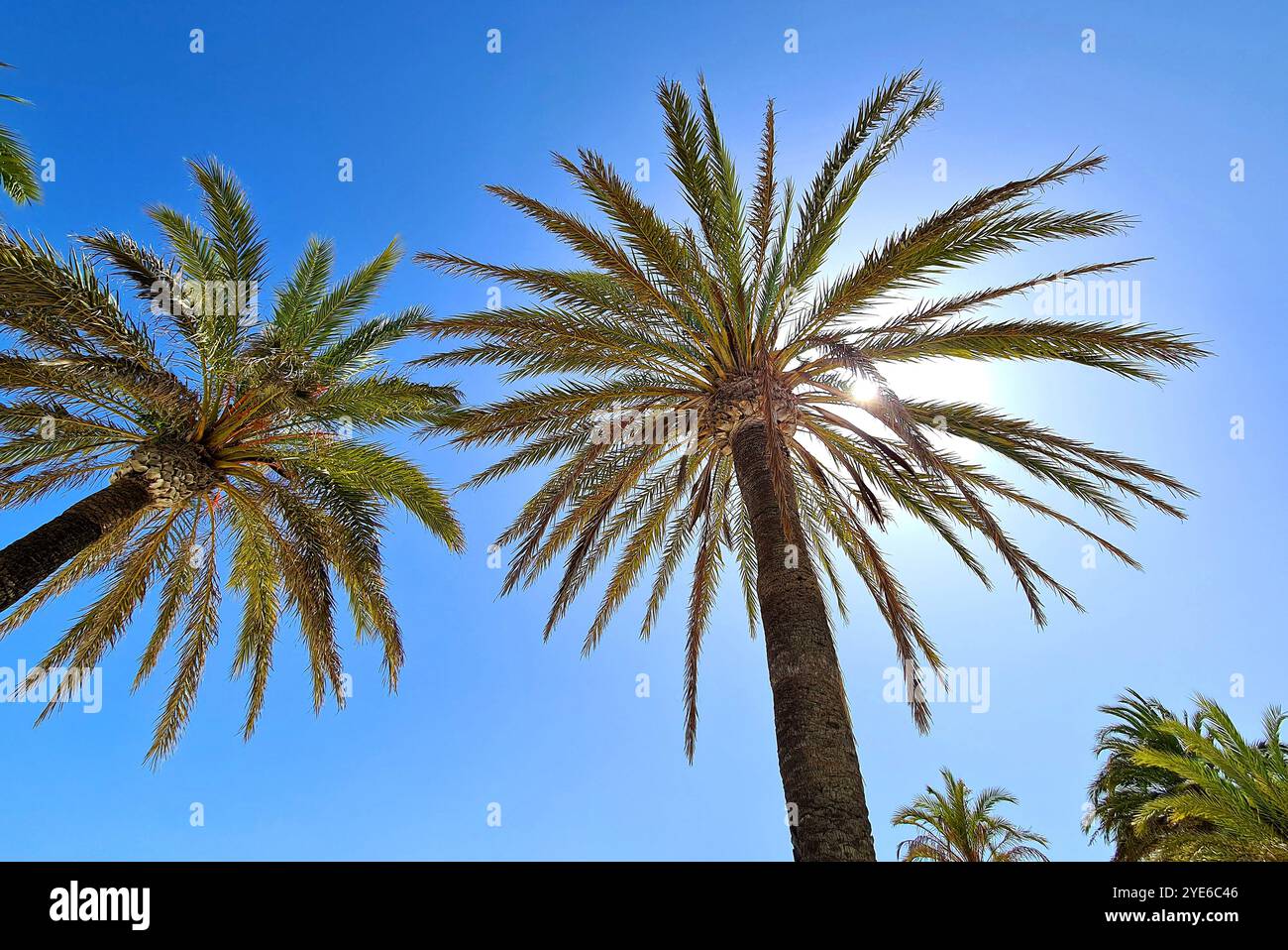 Palma da dattero (Phoenix dactylifera), vista dal basso verso la corona, Spagna, Isole Baleari, Maiorca Foto Stock