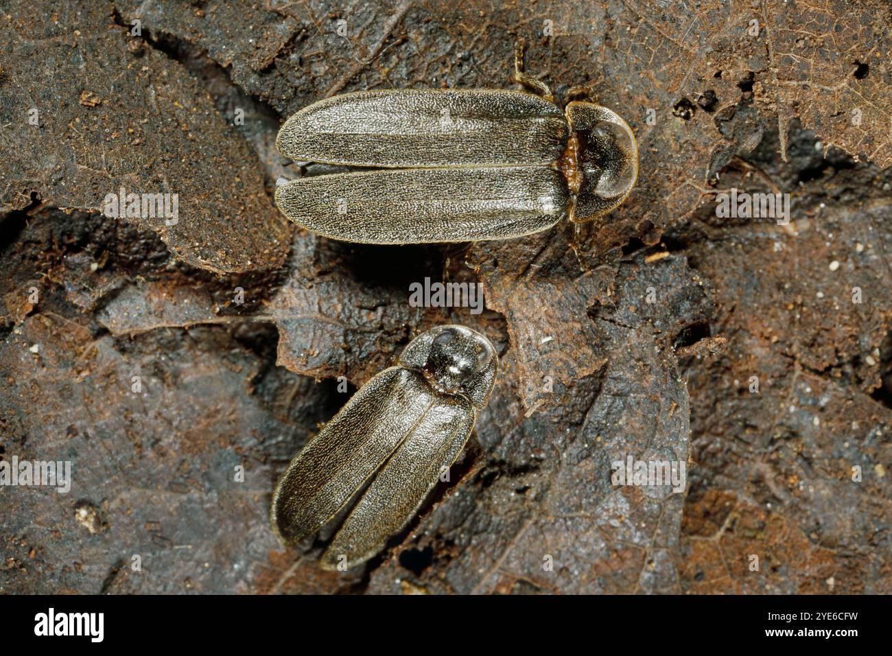 Piccolo scarabeo fulminante (Lamprohiza splendidula, Phausis splendidula), due maschi su foglie cadute, vista dorsale, Germania, Baviera, Isental Foto Stock