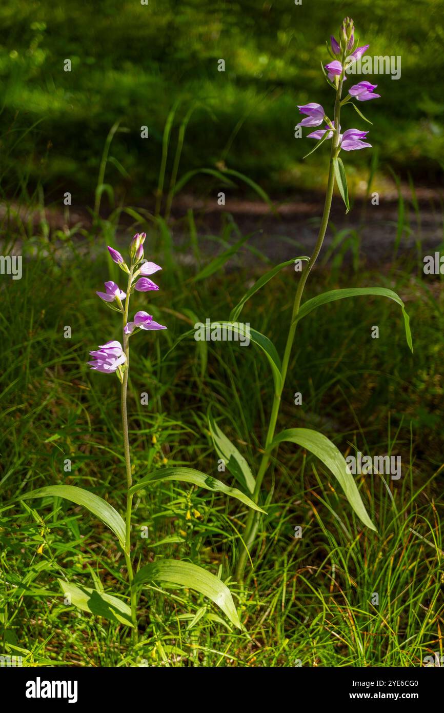 Red helleborine (Cephalanthera rubra), fioritura, Austria, Tirolo Foto Stock