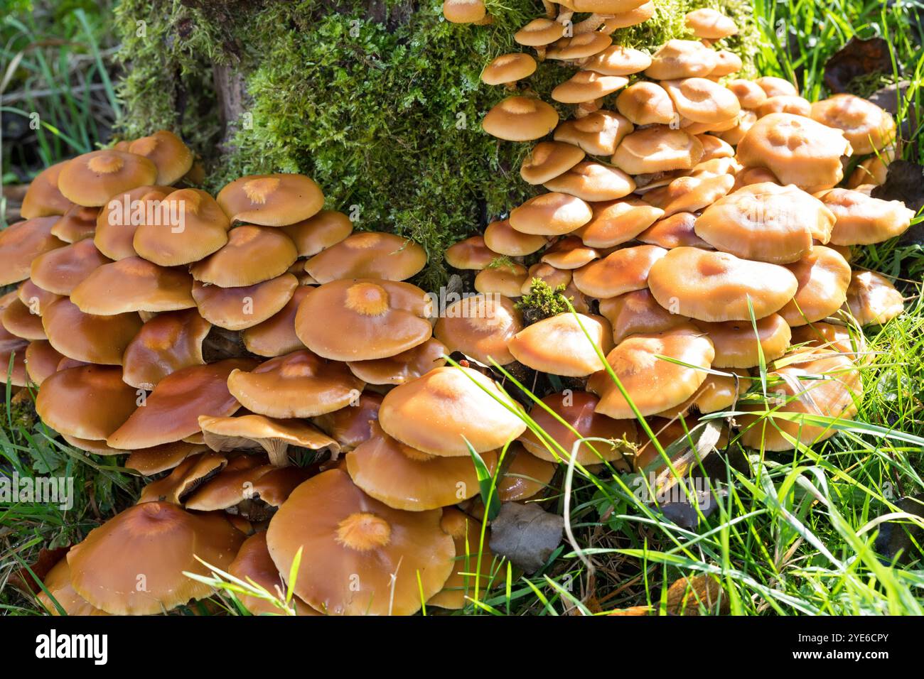 Bosco rivestito, Scalycap (Kuehneromyces mutabilis, Galerina mutabilis, Pholiota mutabilis), cresce su un ceppo d'albero, Germania Foto Stock