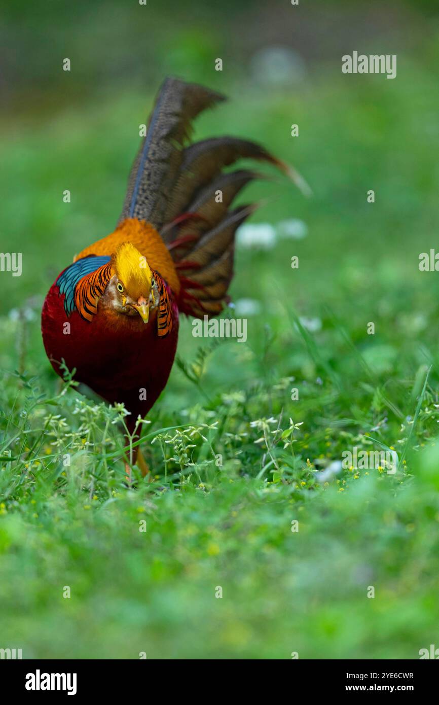 Fagiano d'oro (Chrysolophus pictus), maschio, Cina, Shaanxi Foto Stock