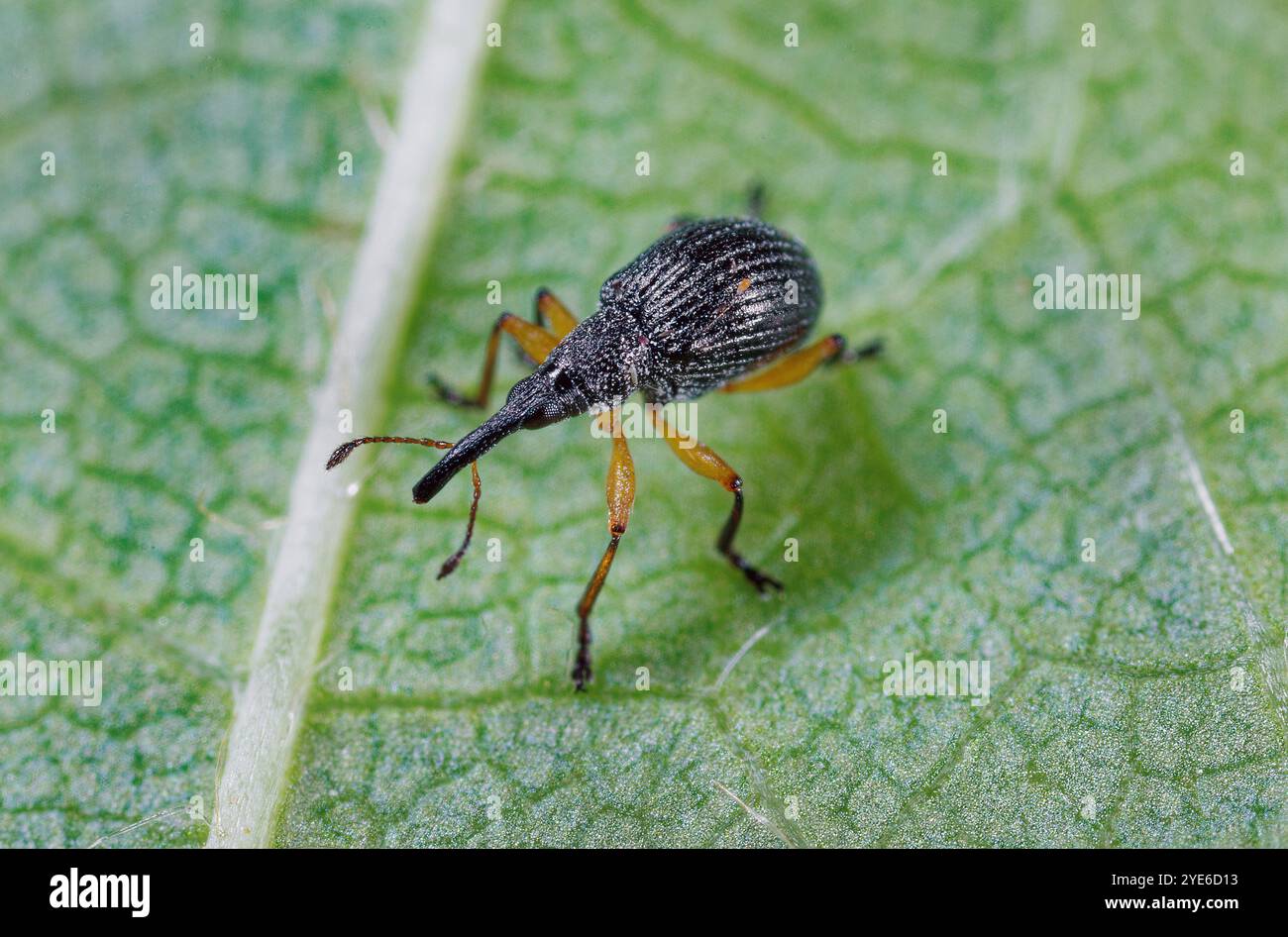 Semi di trifoglio rosso weevil (Protapion apricans, Apion apricans), seduto su una foglia, Germania Foto Stock