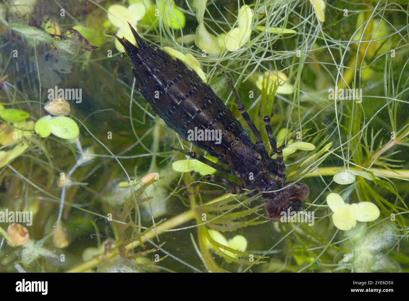 darner blu-verde, aeshna meridionale, falco meridionale (Aeshna cyanea), larva, vista dall'alto, Germania Foto Stock