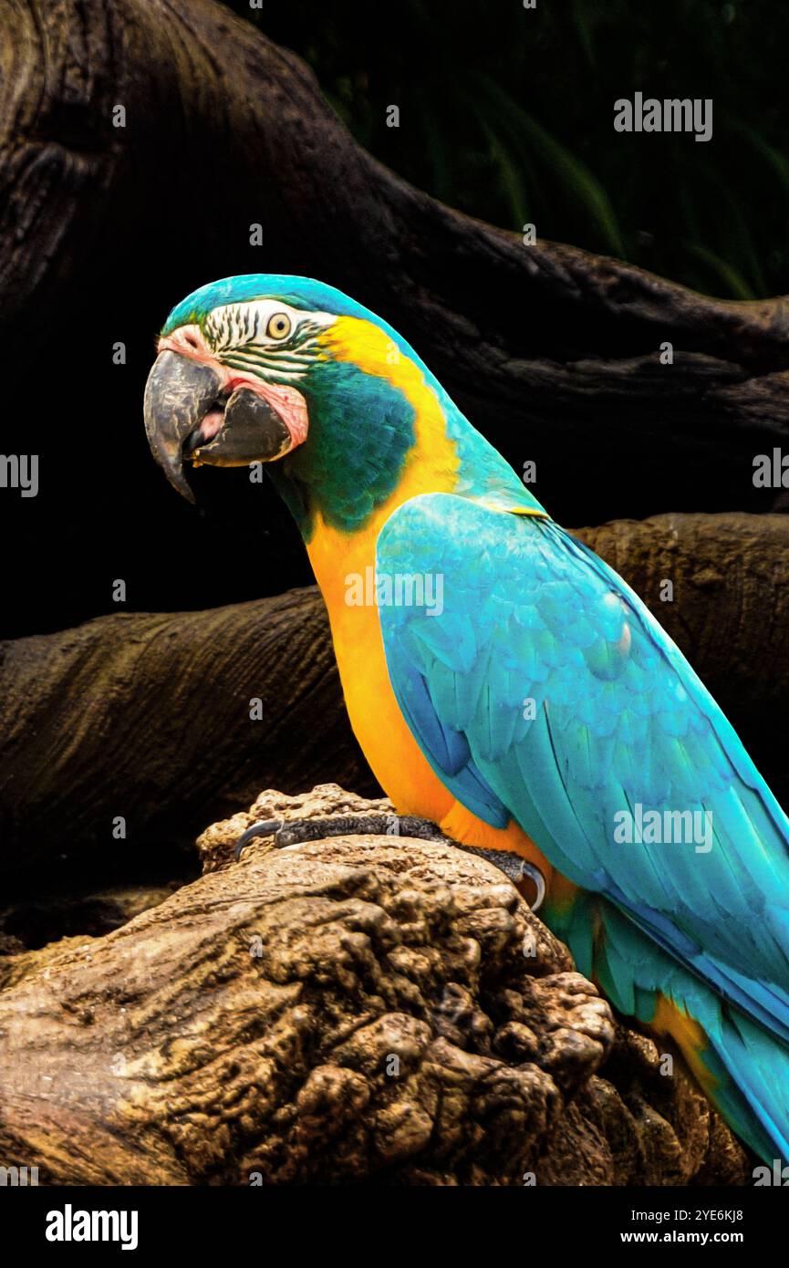 Blu e Giallo macaw parrot Foto Stock