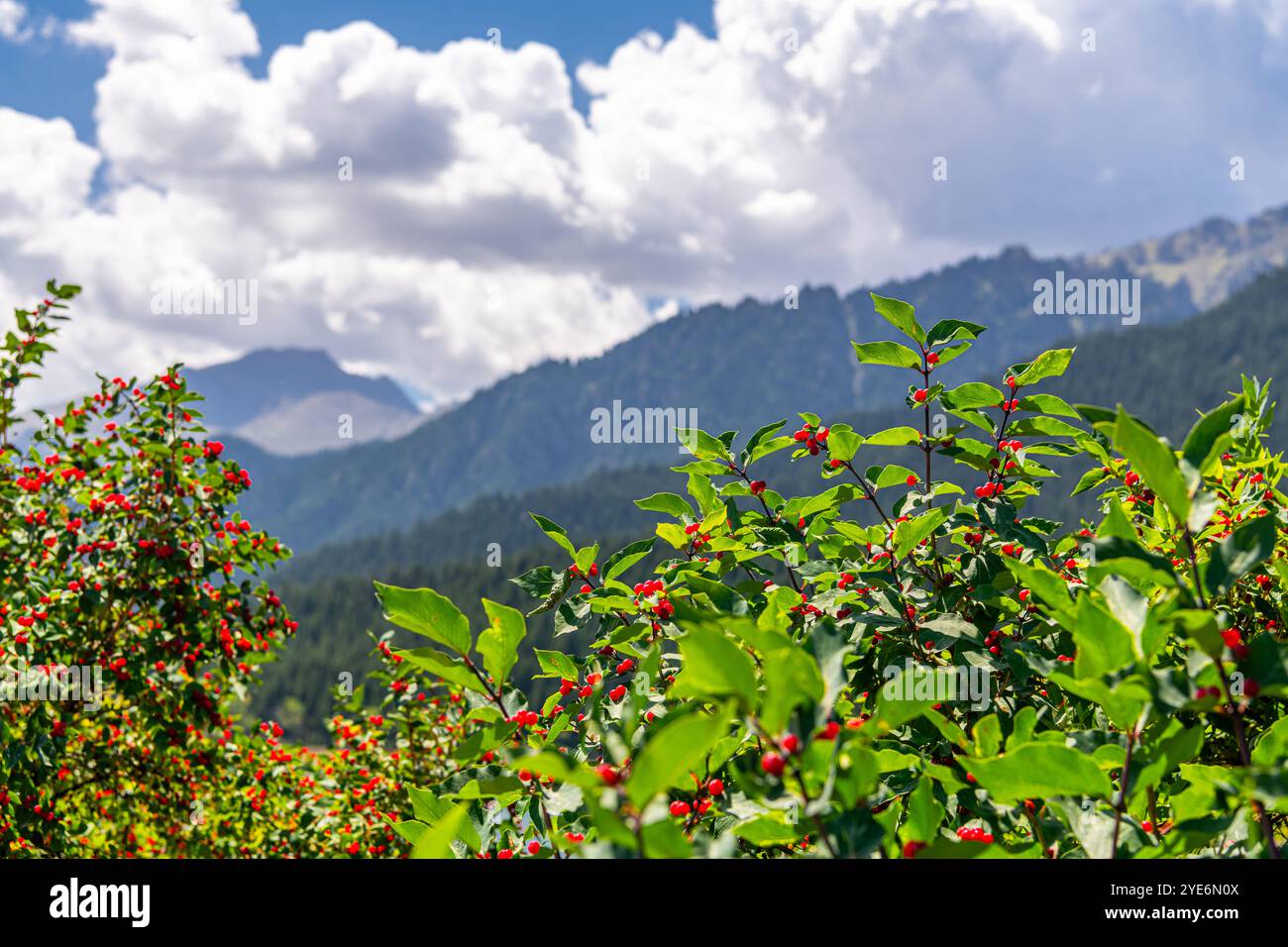 Amur caprifoglio e monti Tianshan sullo sfondo intorno a Tianchi o lago celeste nello Xinjiang, Cina Foto Stock