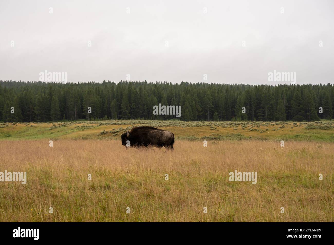 Dark Bison cammina attraverso le alte Grasse Brown nella Hayden Valley a Yellowstone Foto Stock Dark Bison cammina attraverso le alte Grasse Brown nella Hayden Valley a Yellowstone Foto Stock