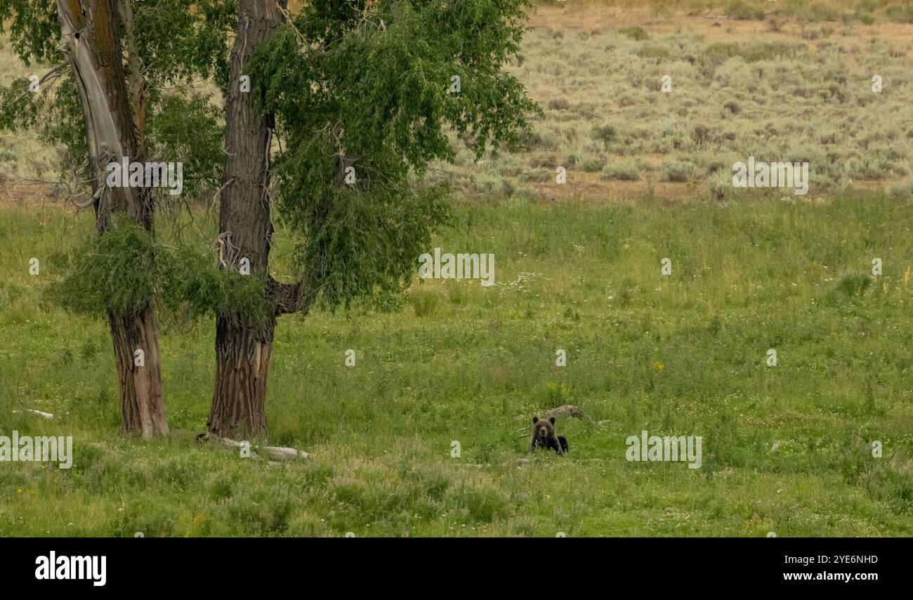 L'orso Grizzly si trova sotto il grande albero nel parco nazionale di Yellowstone Foto Stock