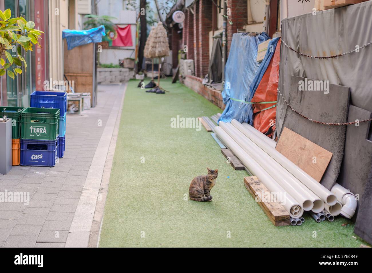 Il gatto è seduto su un'area erbosa accanto a una pila di tubi. Ci sono anche alcuni contenitori blu e verdi nelle vicinanze Foto Stock
