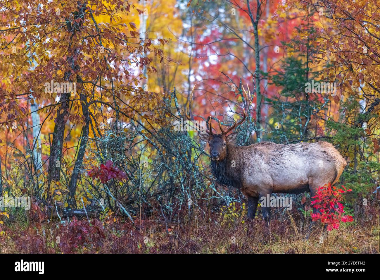 Alce di toro durante il rut nel Wisconsin settentrionale. Foto Stock