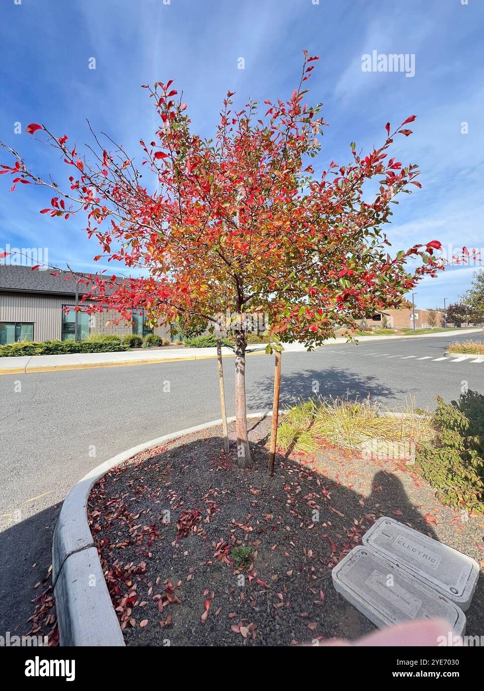 Un vivace albero rosso si distingue contro un cielo azzurro - Immagine stock catturata con smartphone
