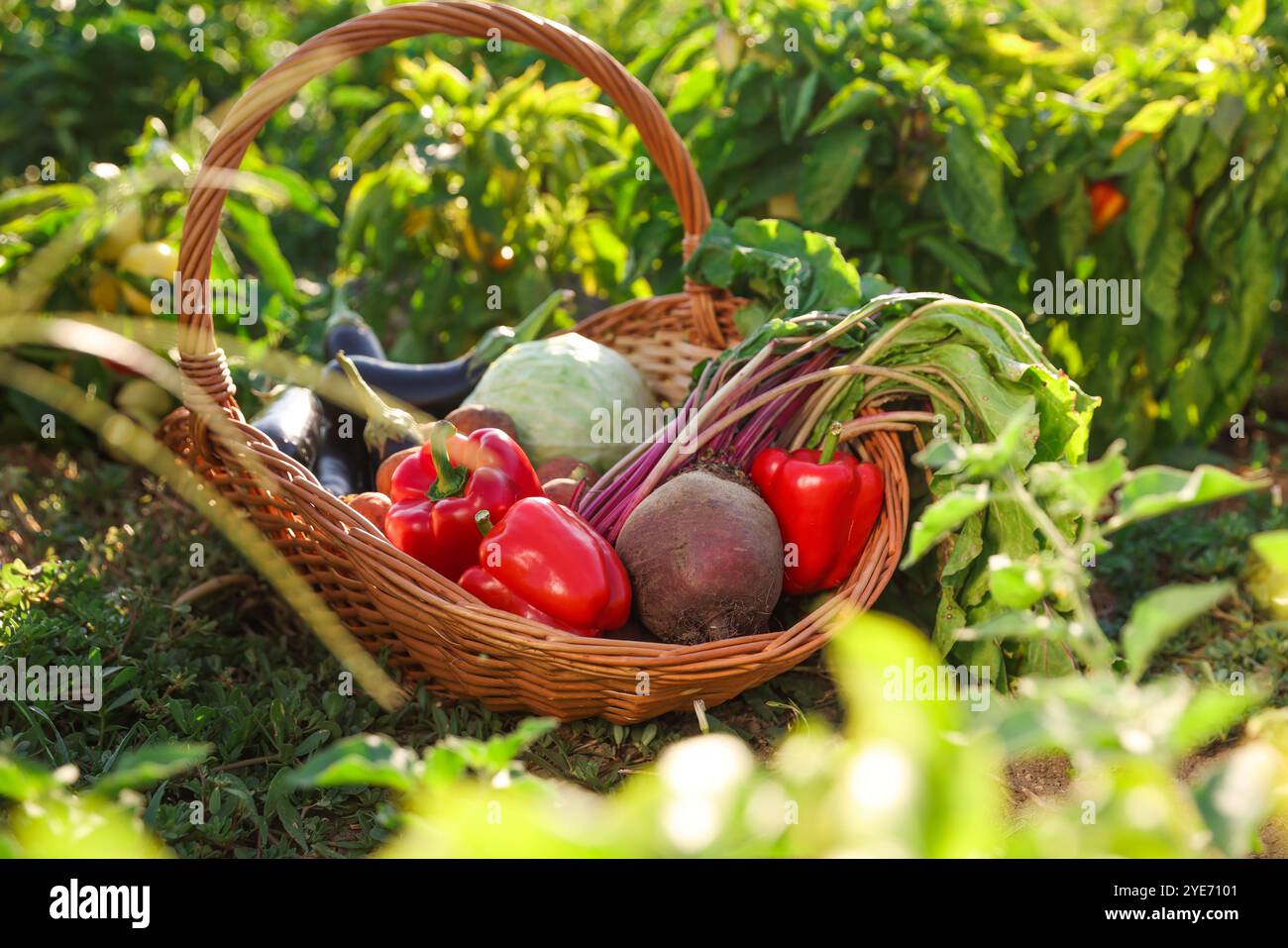 Diverse verdure fresche nel cestino di vimini in campo nelle giornate di sole Foto Stock