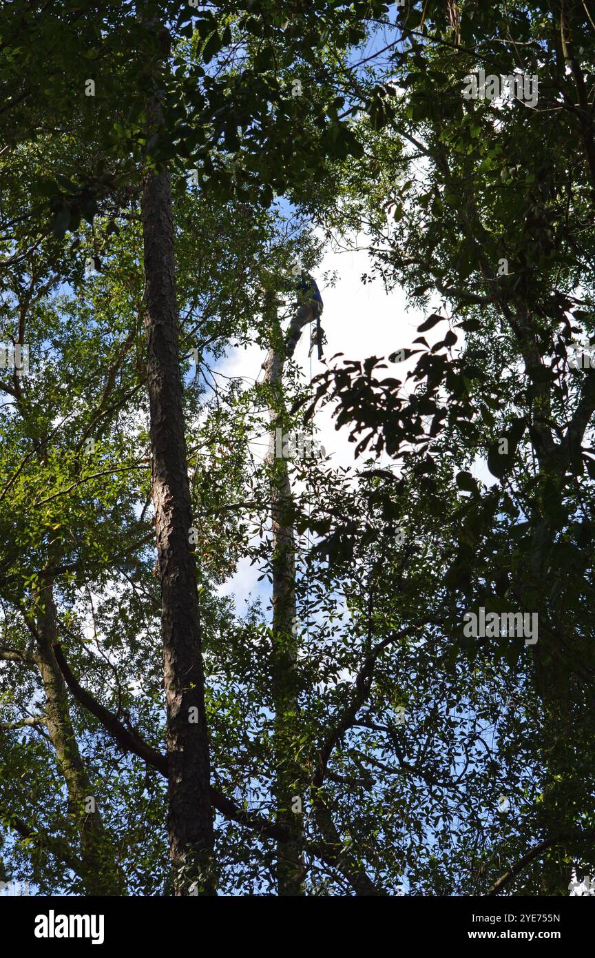 Trimmer in cima a un pino di 60 piedi, in un'associazione di proprietari di casa in Florida, preparandosi per il prossimo uragano. Foto Stock