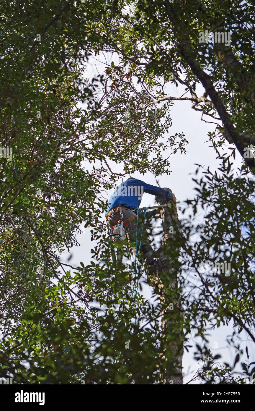 Trimmer in cima a un pino di 60 piedi, in un'associazione di proprietari di casa in Florida, preparandosi per il prossimo uragano. Foto Stock