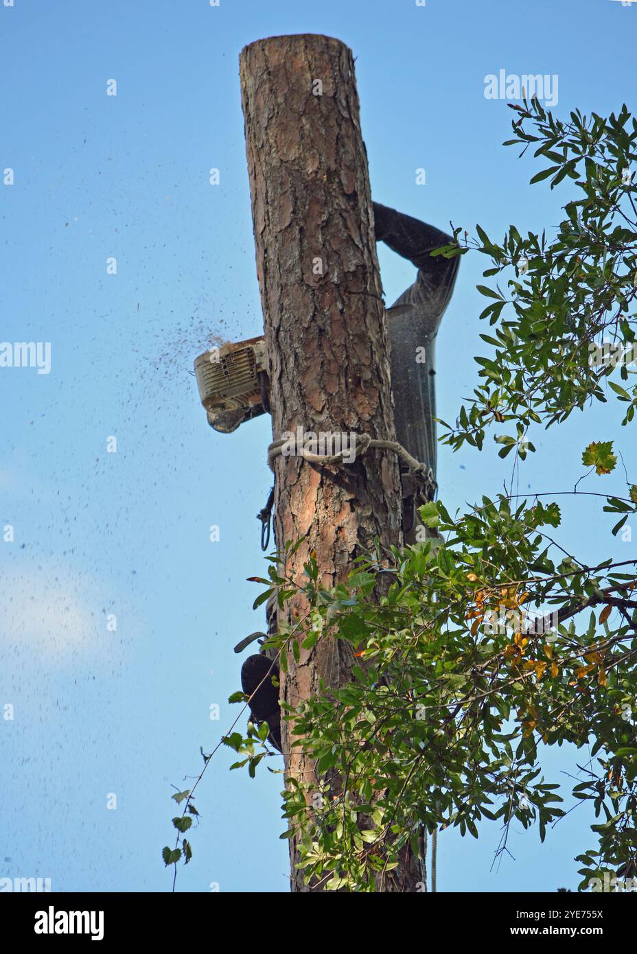 Trimmer in cima a un pino di 60 piedi, in un'associazione di proprietari di casa in Florida, preparandosi per il prossimo uragano. Foto Stock