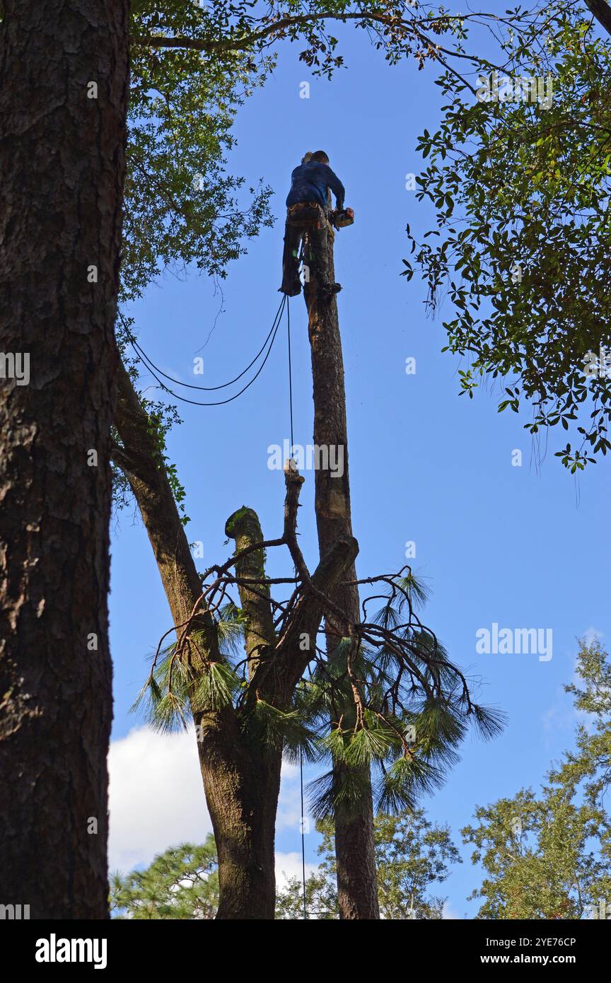 Trimmer in cima a un pino di 60 piedi, in un'associazione di proprietari di casa in Florida, preparandosi per il prossimo uragano. Foto Stock