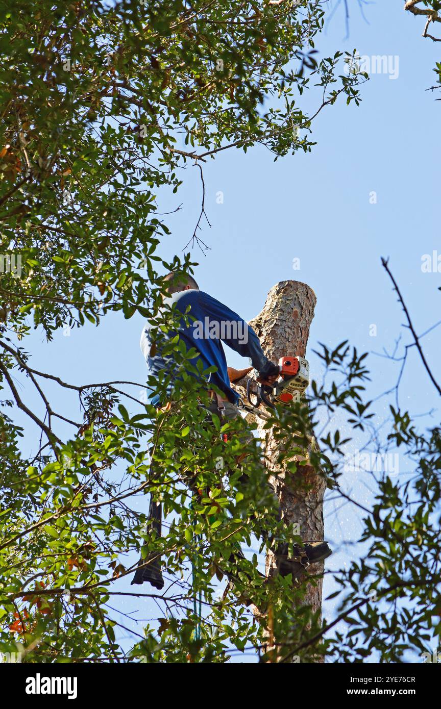 Trimmer in cima a un pino di 60 piedi, in un'associazione di proprietari di casa in Florida, preparandosi per il prossimo uragano. Foto Stock