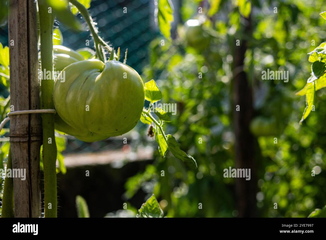 Pomodori verdi in giardino Foto Stock