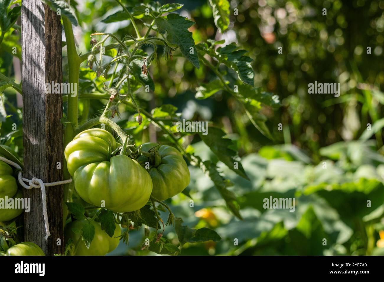Pomodori verdi in giardino Foto Stock