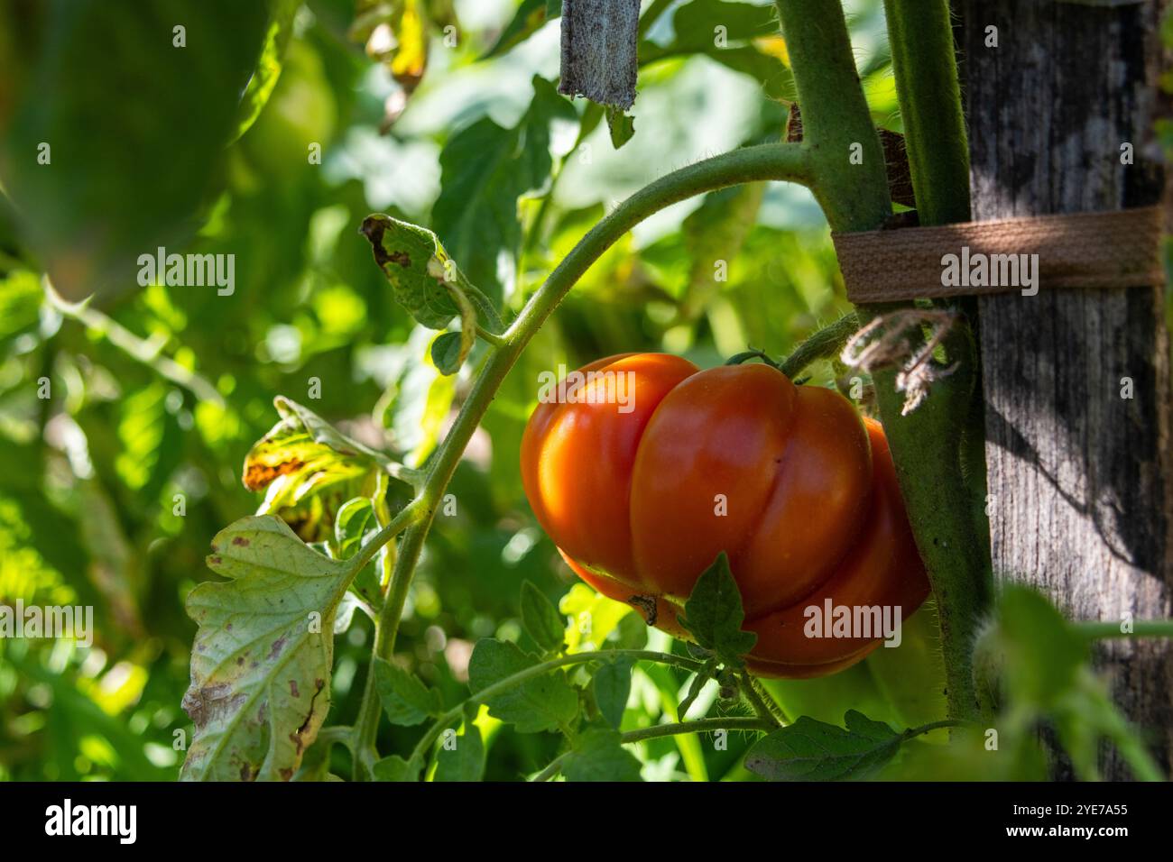 Pomodoro rosso in giardino Foto Stock