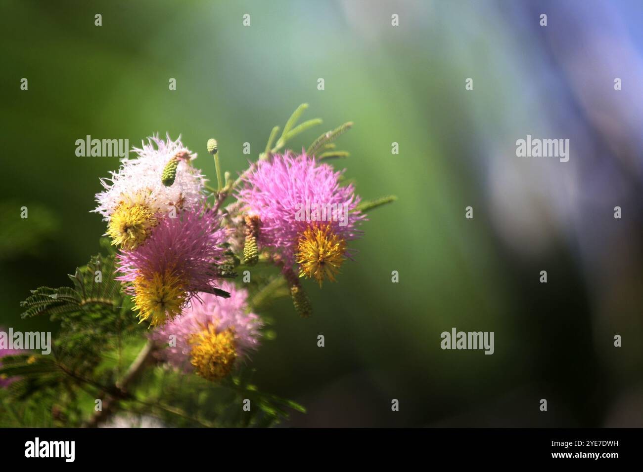 Albero di Natale Kalahari (Dichrostachys cinerea) con foglie, fiori e gemme. Foto Stock