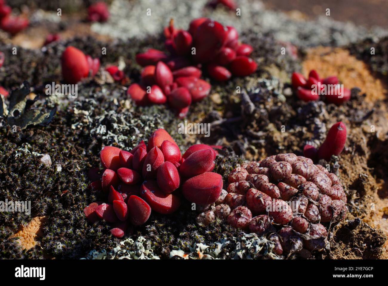 Due piante succulente che crescono a Gifberg, Crassula clavata e Conophytum swanepoelianum, Capo Occidentale, Sudafrica Foto Stock
