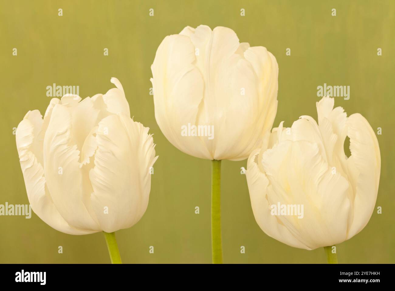 Tulipa 'Parrot Bianco', Tulip Parrot Bianco Foto Stock