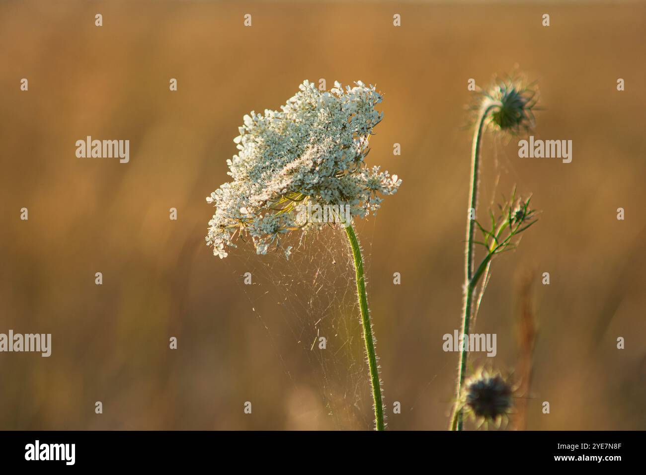 Particolare di Daucus carota comunemente nota come carota selvatica Foto Stock