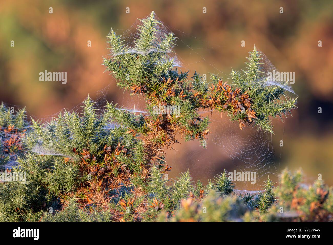 Ragnatele sul cespuglio di Gorse alla luce del mattino presto Foto Stock