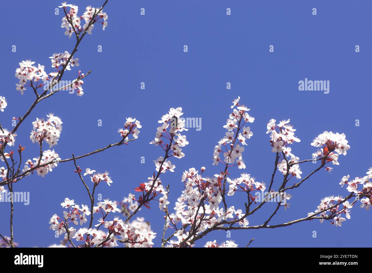 Rami rami rami di Prunus Cerasifera Pissardii in fiore con fiori rosa. Cielo blu. Primavera in un giardino olandese, Paesi Bassi, marzo Foto Stock