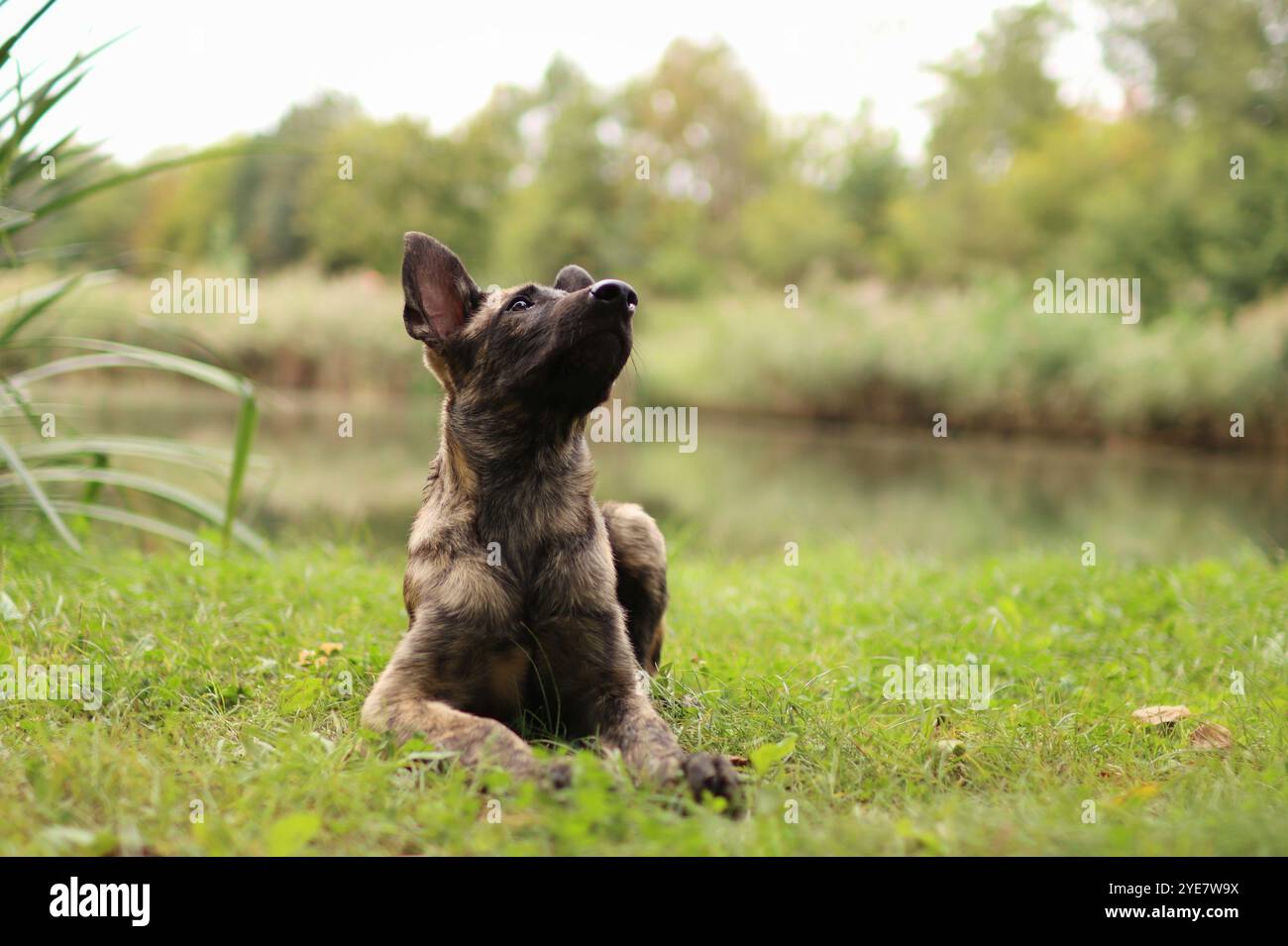Un cucciolo di pastore olandese giace nella foresta con un lago sullo sfondo. Ha tre mesi. Foto Stock