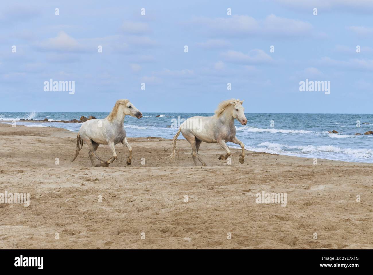 Due cavalli bianchi della Camargue che galoppano lungo la spiaggia, il mare sullo sfondo, sotto un cielo nuvoloso, Camargue, Francia, Europa Foto Stock