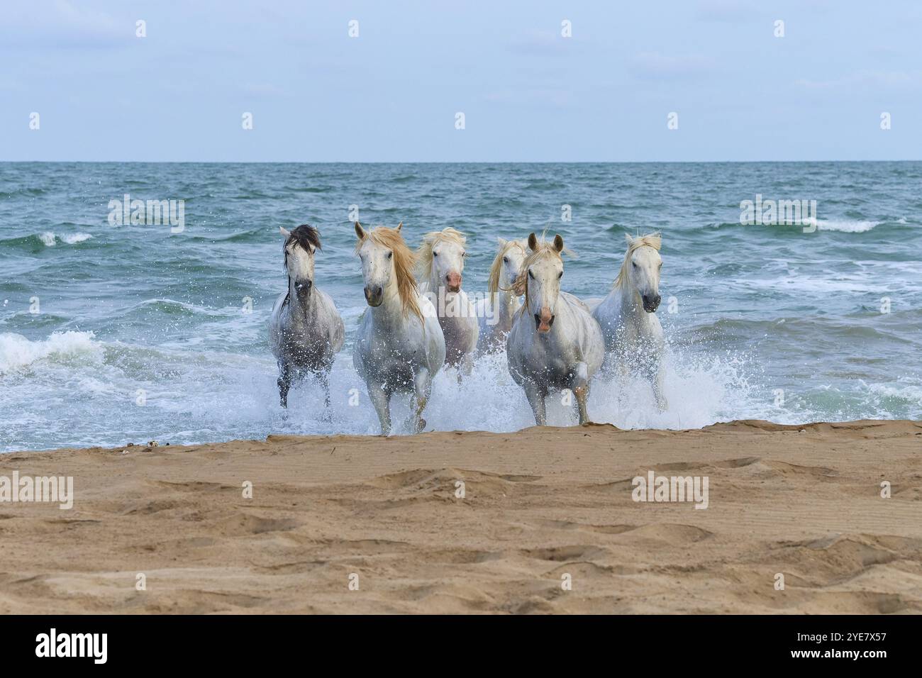 Cavalli bianchi della Camargue che galoppano attraverso il surf sulla spiaggia, scena dinamica e potente, Camargue, Francia, Europa Foto Stock