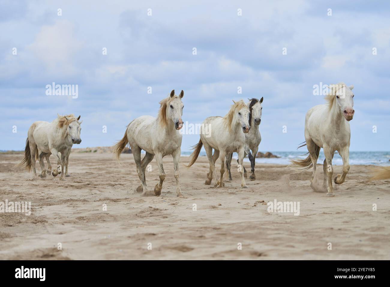 Cinque cavalli bianchi della Camargue galoppano liberamente su una spiaggia sabbiosa sotto un cielo nuvoloso, Camargue, Francia, Europa Foto Stock
