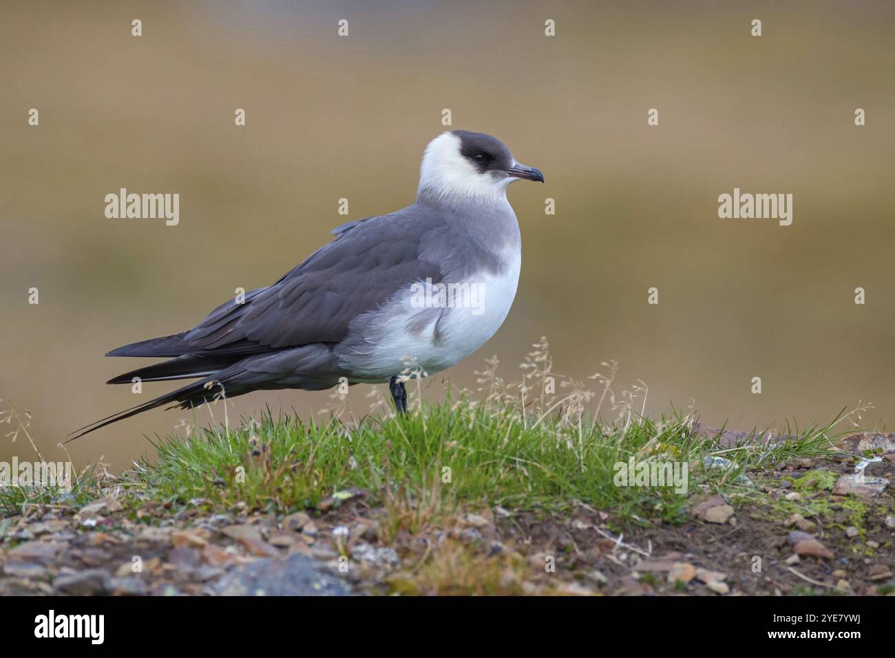 Skua artica, Longyearbyen, Svalbard Spitsbergen, Norvegia, Europa Foto Stock