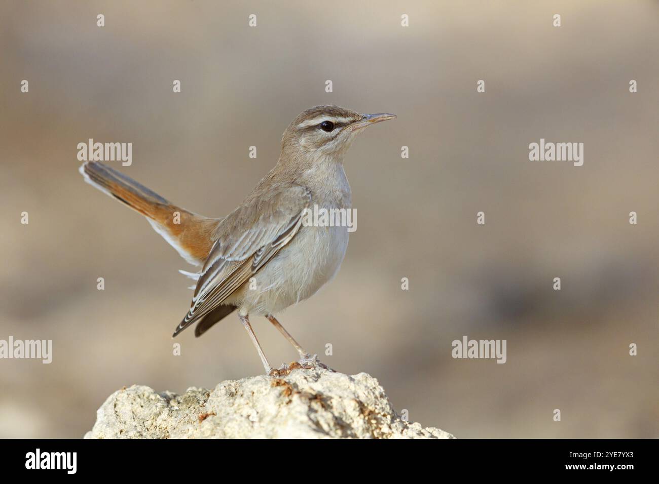 Parula di siepi (Cercotrichas galactotes), famiglia flycatcher, Ayn Hamran, Salalah, Dhofar, Oman, Asia Foto Stock