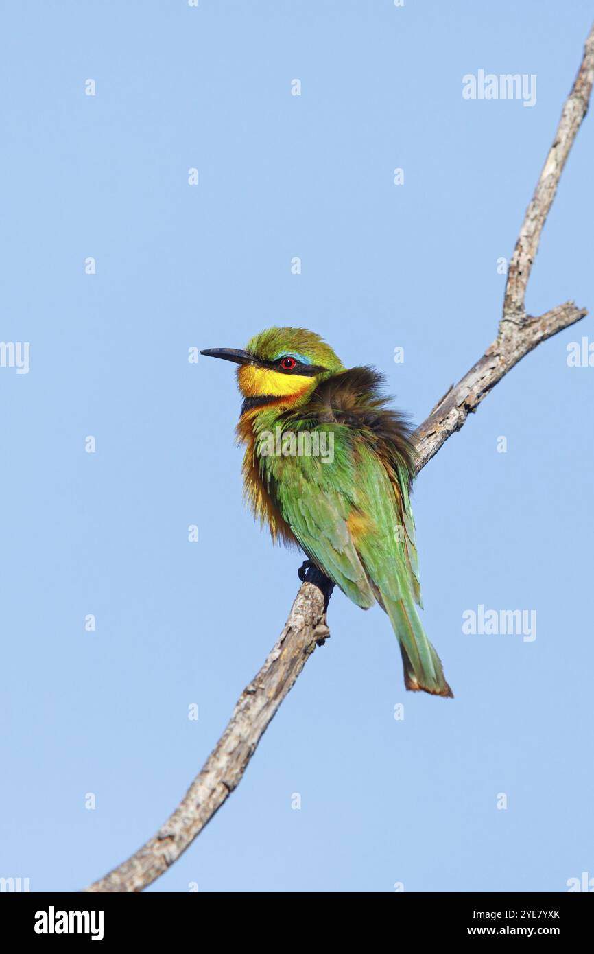 Pygmy Bee-Eater, (Merops pusillus), Africa, Ithala Game Reserve, Louwsburg, KwaZulu-Natal, Sudafrica, Africa Foto Stock