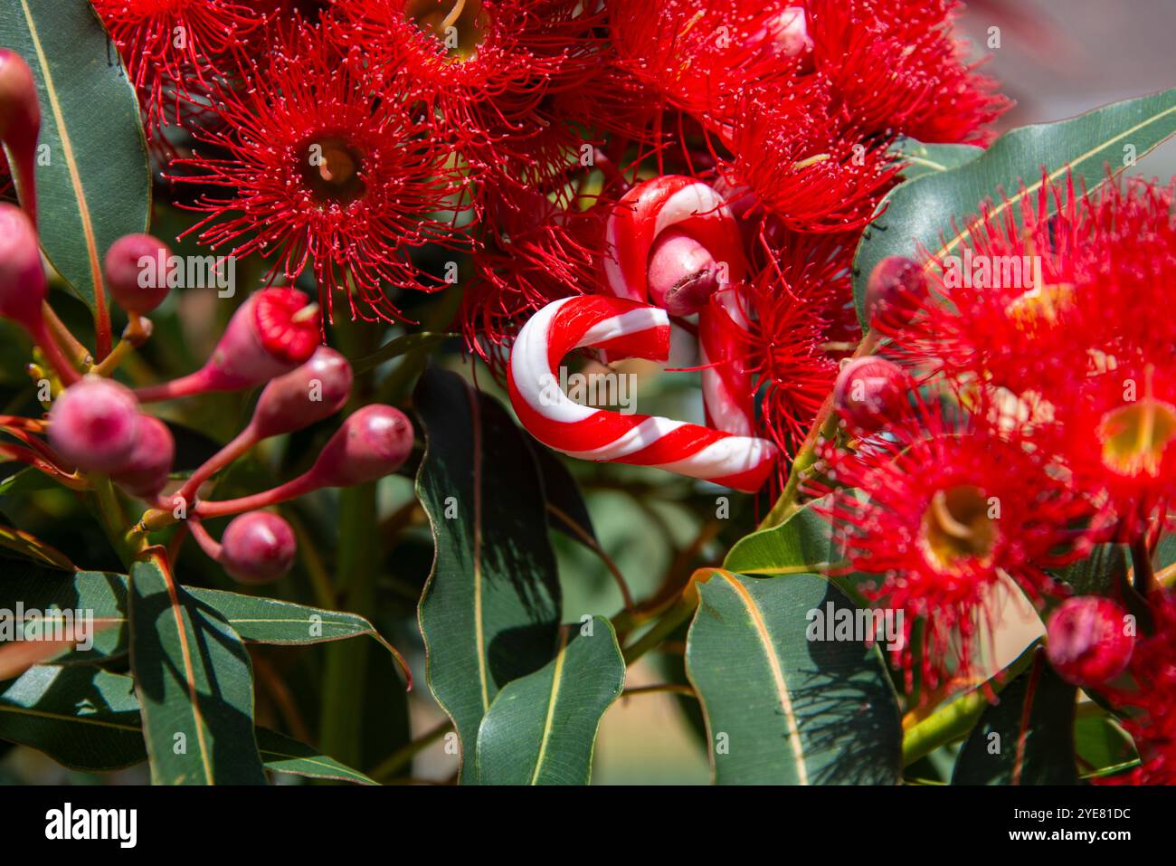 Un'immagine natalizia australiana con un cuore a forma di canna da zucchero, tra un albero di gomma australiano in fiore, fiori rossi - orizzontale, estivo, eucalipto Foto Stock