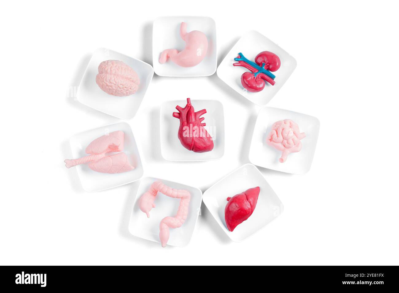 Disposizione estetica dei modelli di organi anatomici su vassoi bianchi, formando un cerchio su uno sfondo bianco pulito. Concetto di formazione medica. Foto Stock