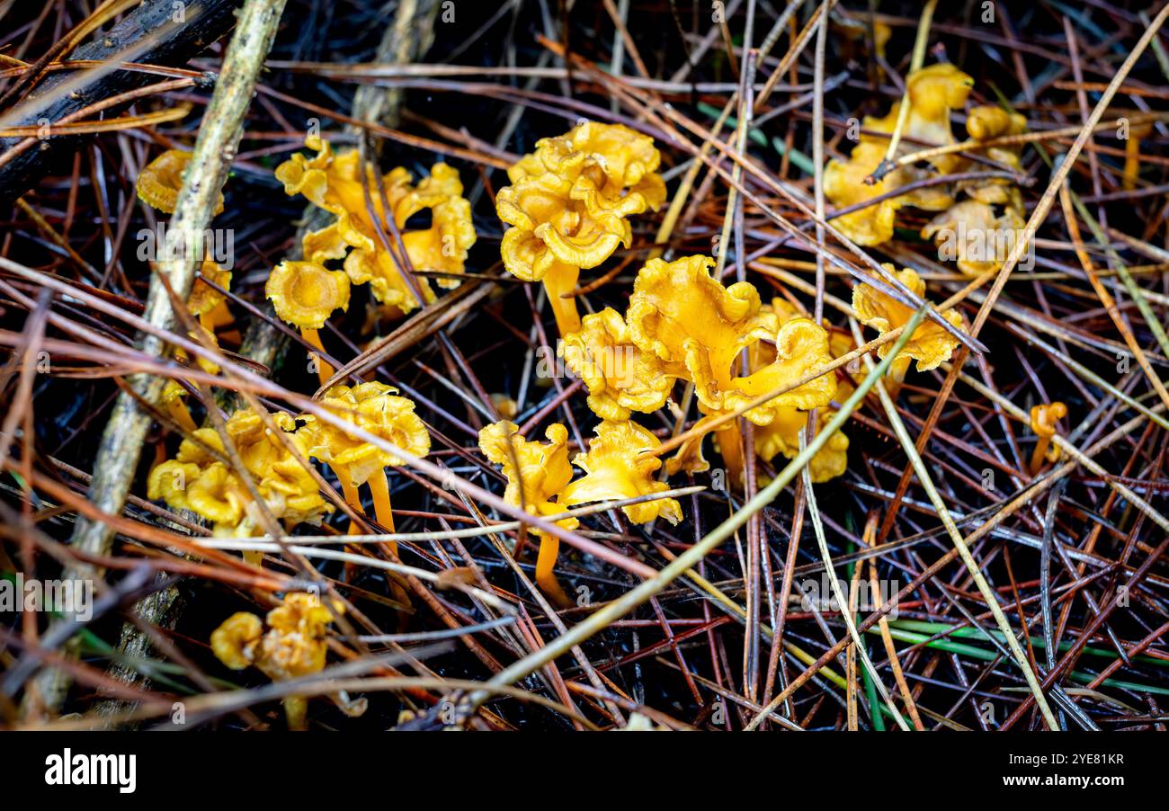Concentrazione selettiva dei funghi canterelle (Craterellus tubaeformis) che crescono tra gli aghi di pino nella foresta Foto Stock