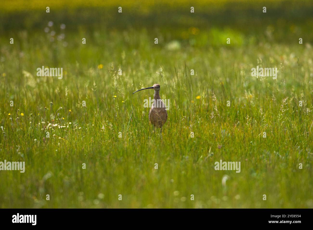 A lungo fatturati curlew Numenius americanus tra erbe Red Rocks Lake National Wildlife Refuge Centennial valle montana USA Giugno 2015 Foto Stock