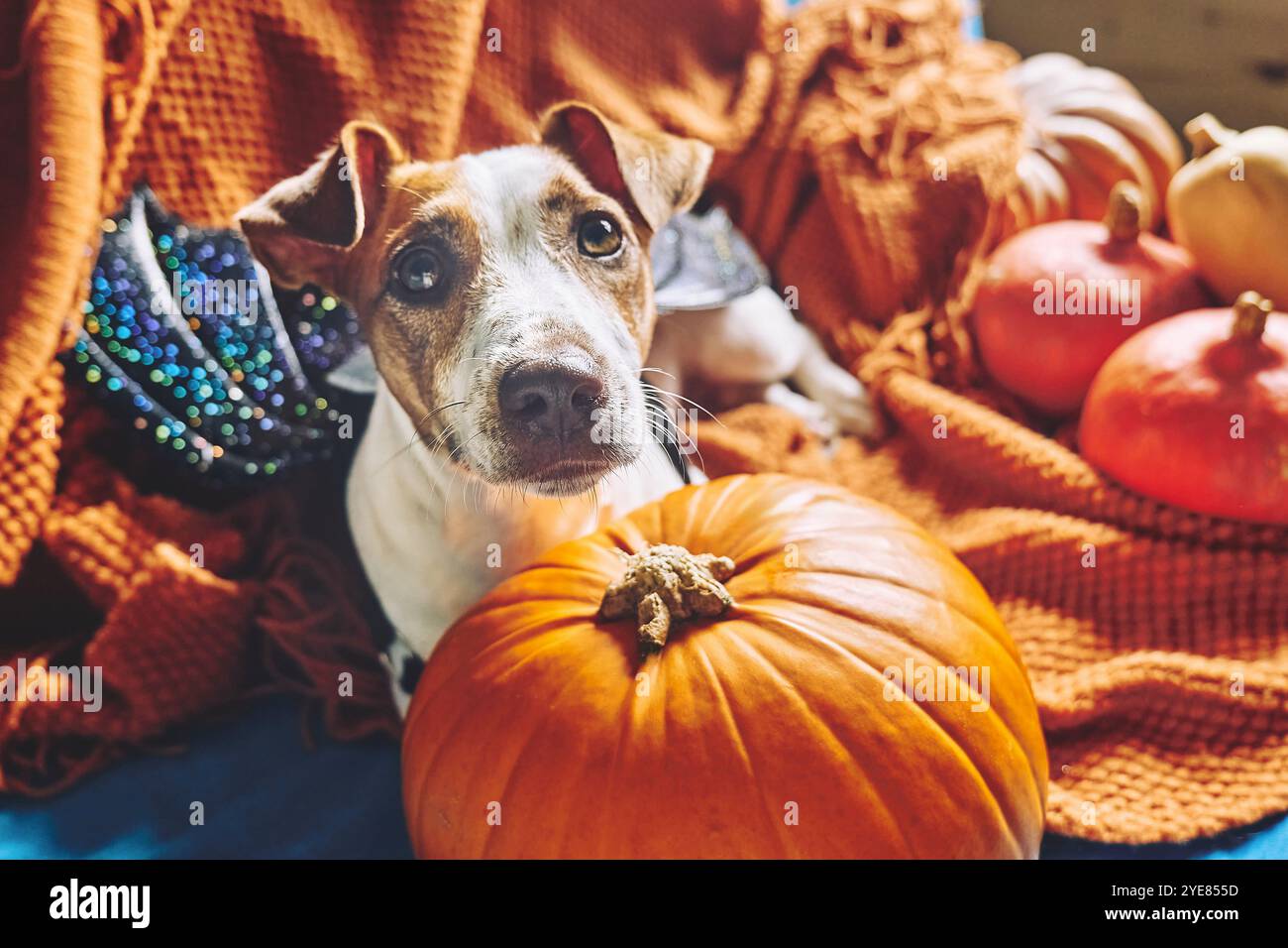 Ritratto del carino cane Jack Russell Terrier che indossa ali di pipistrello seduto su una coperta a maglia arancione tra le zucche di Halloween. Atmosfera autunnale, vibrazioni autunnali. Foto Stock