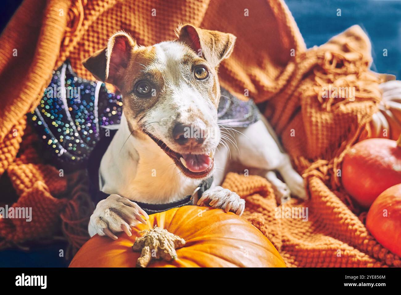 Ritratto del carino cane Jack Russell Terrier che indossa ali di pipistrello seduto su una coperta a maglia arancione tra le zucche di Halloween. Atmosfera autunnale, vibrazioni autunnali. Foto Stock