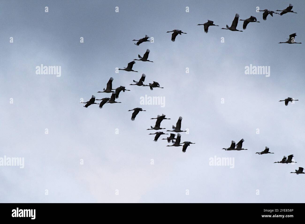 Gru comune grus grus gregge in volo vicino Gimeaux Parco naturale regionale della Camargue Francia Febbraio 2016 Foto Stock