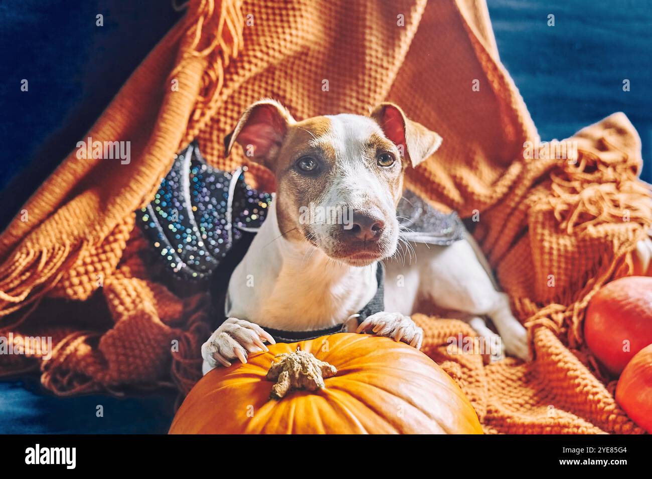 Ritratto del carino cane Jack Russell Terrier che indossa ali di pipistrello seduto su una coperta a maglia arancione tra le zucche di Halloween. Atmosfera autunnale, vibrazioni autunnali. Foto Stock