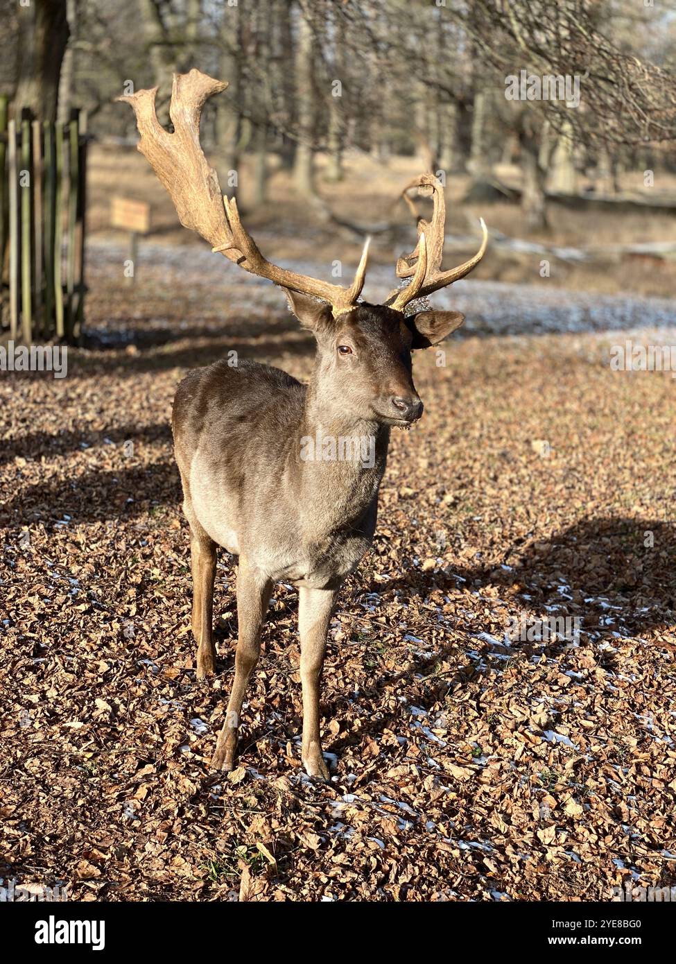 Daino nel parco preferito di Ludwigsburg, Germania Foto Stock